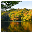 白神山地