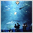 新江ノ島水族館