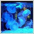 寺泊水族博物館