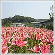 国営越後丘陵公園