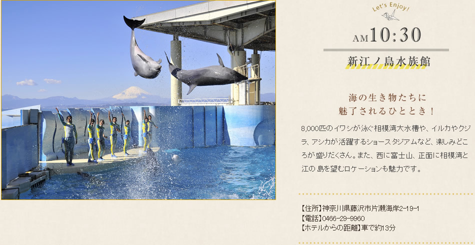 新江ノ島水族館　海の生き物たちに魅了されるひととき！