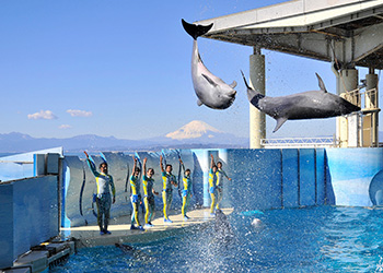 新江ノ島水族館