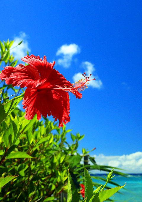 日暮里の街の画像