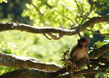 高崎山自然動物園の画像