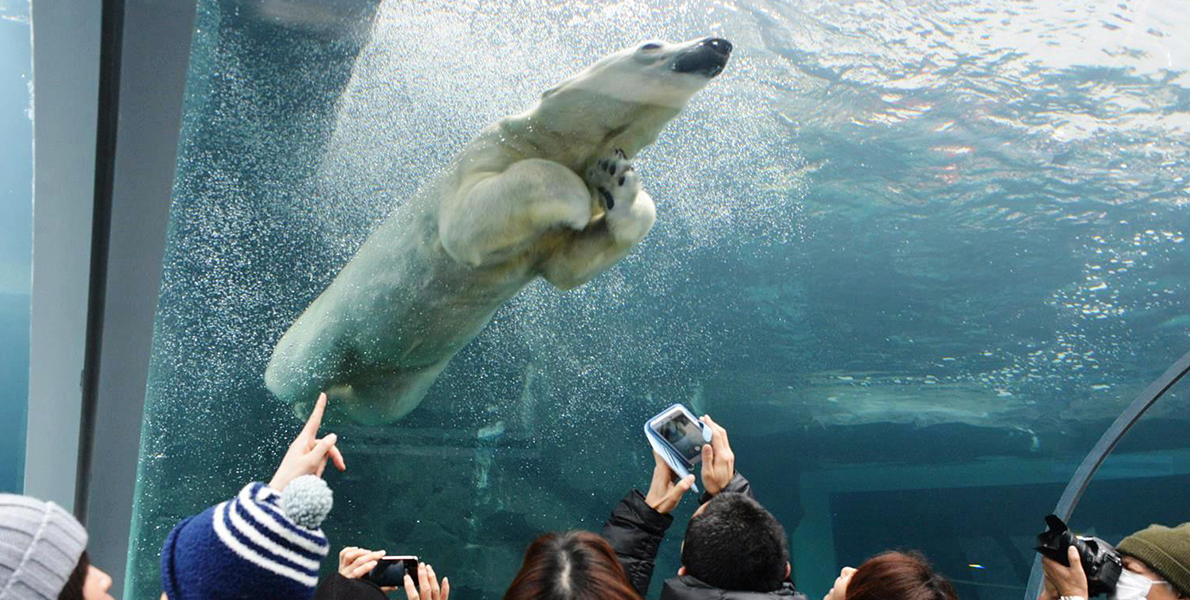 札幌市円山動物園の画像
