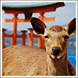 宮島・厳島神社