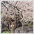 石割桜