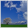 小岩井農場の一本桜