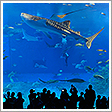 沖縄美ら海水族館