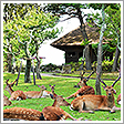 奈良公園