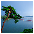 松島