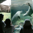 旭山動物園