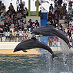 越前松島水族館