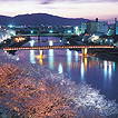 足羽川桜並木
