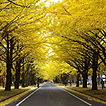 北海道大学