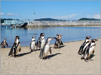 日本一の種類を誇る長崎ペンギン水族館入場券セットプラン