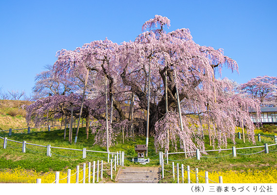 三春滝桜