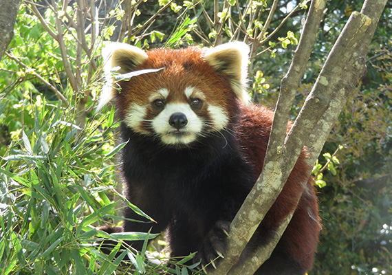 八木山動物公園フジサキの杜（仙台市八木山動物公園）
