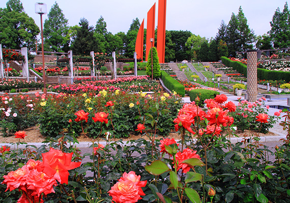 荒牧バラ公園